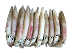 Mực trứng Vân Đồn